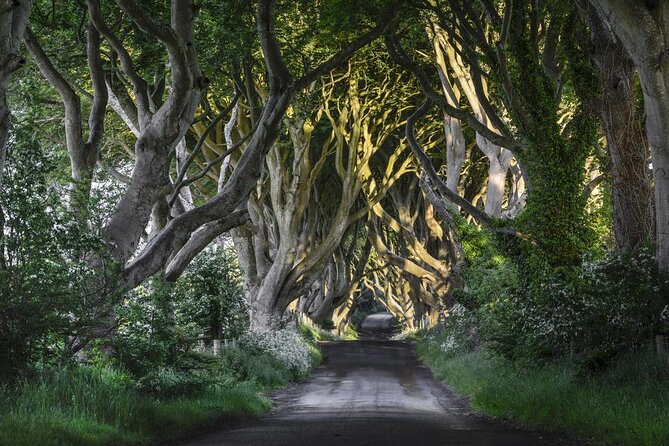 Giants Causeway, Rope Bridge, Carrickfergus Castle and Dark Hedges Tour - Key highlights and practical takeaways