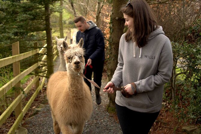 Guided Scenic Alpaca Trekking Experience Northern Ireland - Choosing your alpaca and getting the rules right