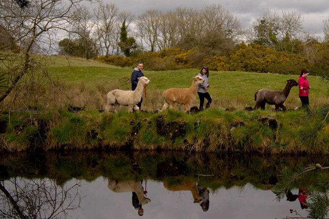 Guided Scenic Alpaca Trekking Experience Northern Ireland - Why the guide matters more than you might think