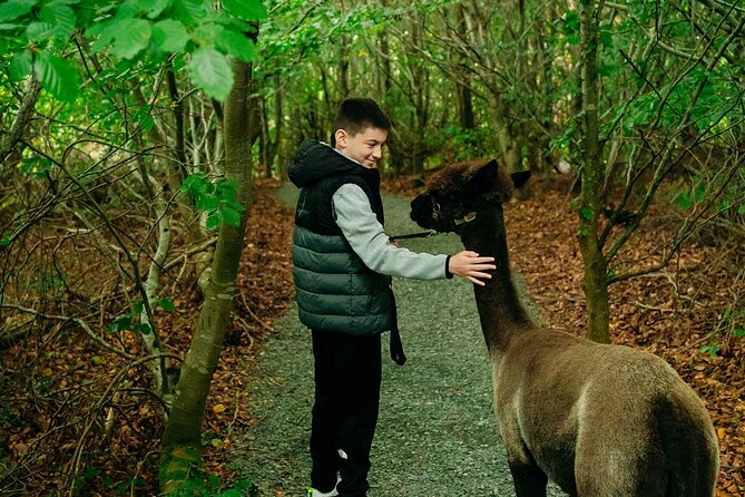 Guided Scenic Alpaca Trekking Experience Northern Ireland - The 30 to 40 minute trek: farmland, woodland, ponds, and nine bridges