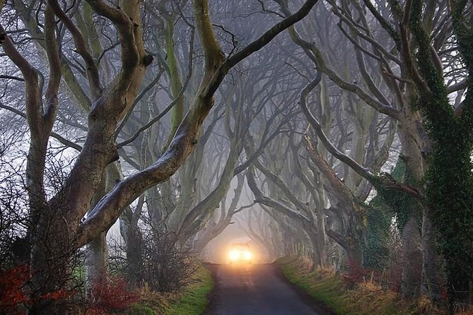 Private Luxury Mercedes Rope Bridge Giants Causeway Coastal Tour - The Dark Hedges: The King’s Road Shot That You Can Walk Into