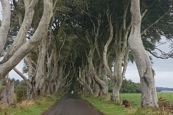 Private tour of the Antrim coast , Giants Causeway and Game of Throne locations - Why This Belfast Private Antrim Coast Day Trip Feels Personal